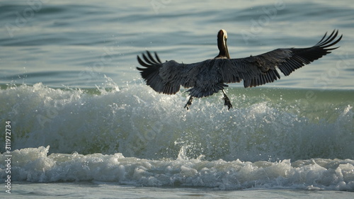 pelican jumping wave