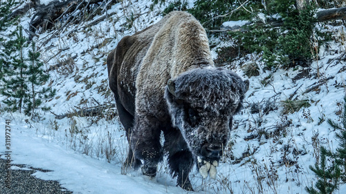 buffalo in snow