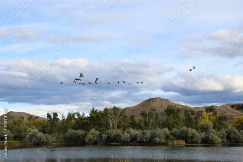 Geese over Billings, Montana
