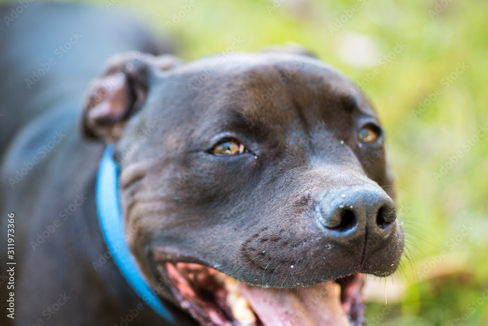 dog fur chocolate brown eye whiskers nose