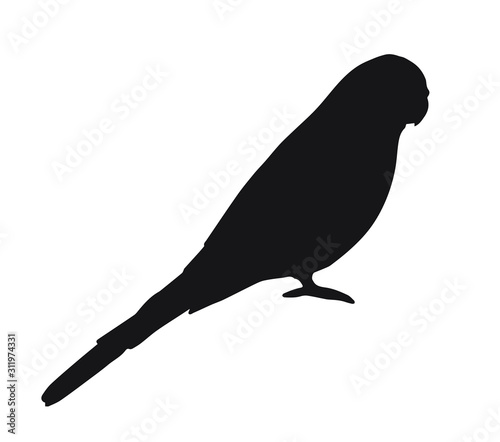 Vector black budgie parrot silhouette isolated on white background