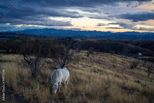 Free range cow grazing Arizona desert grass under blue sunset