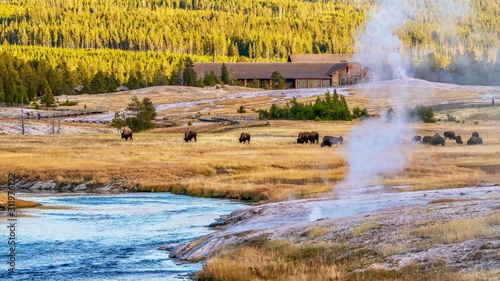 The Upper Geyser Basin at Yellowstone National Park, with herds of bison near the Old Faithful Inn, steaming hotsprings, and pedestrian boardwalk. photo