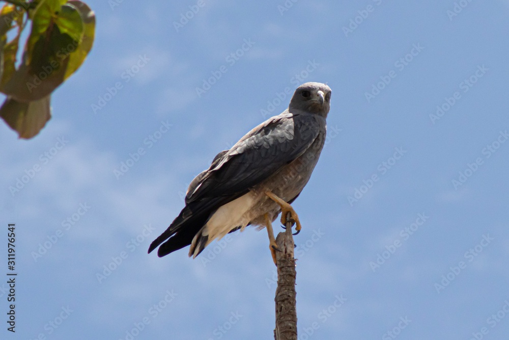 Fototapeta premium Aves rapaces 