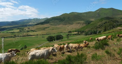 Col de la Croix-Morand, Massif Central, Puy de Dôme, Auvergne, France. Grazing cattle in the Col de la Morand also known as Col de Dyane. photo