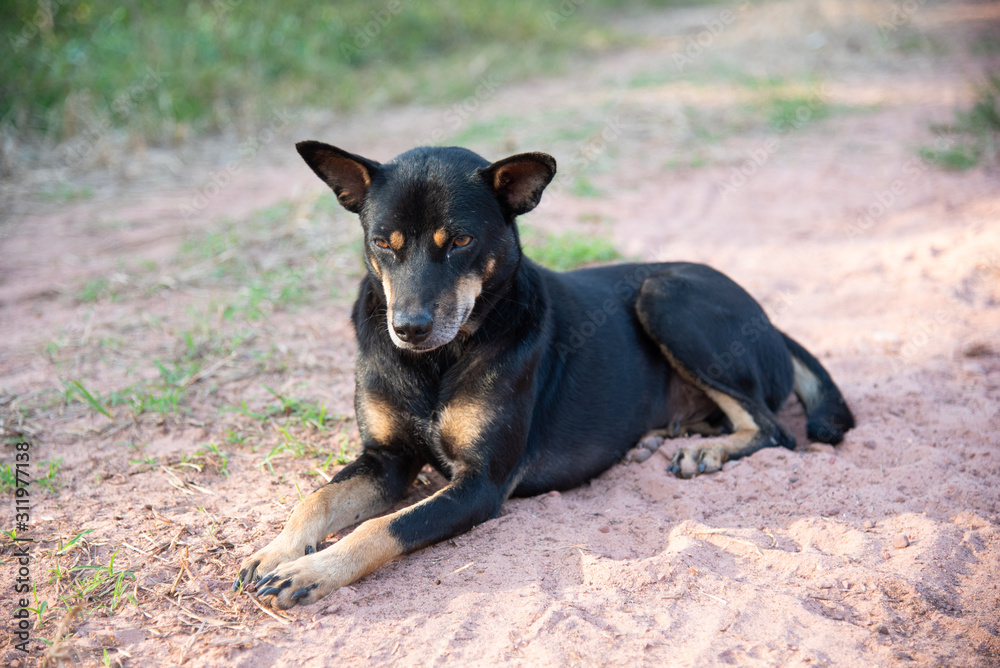 A black dog lying on the ground A black dog lying on the ground