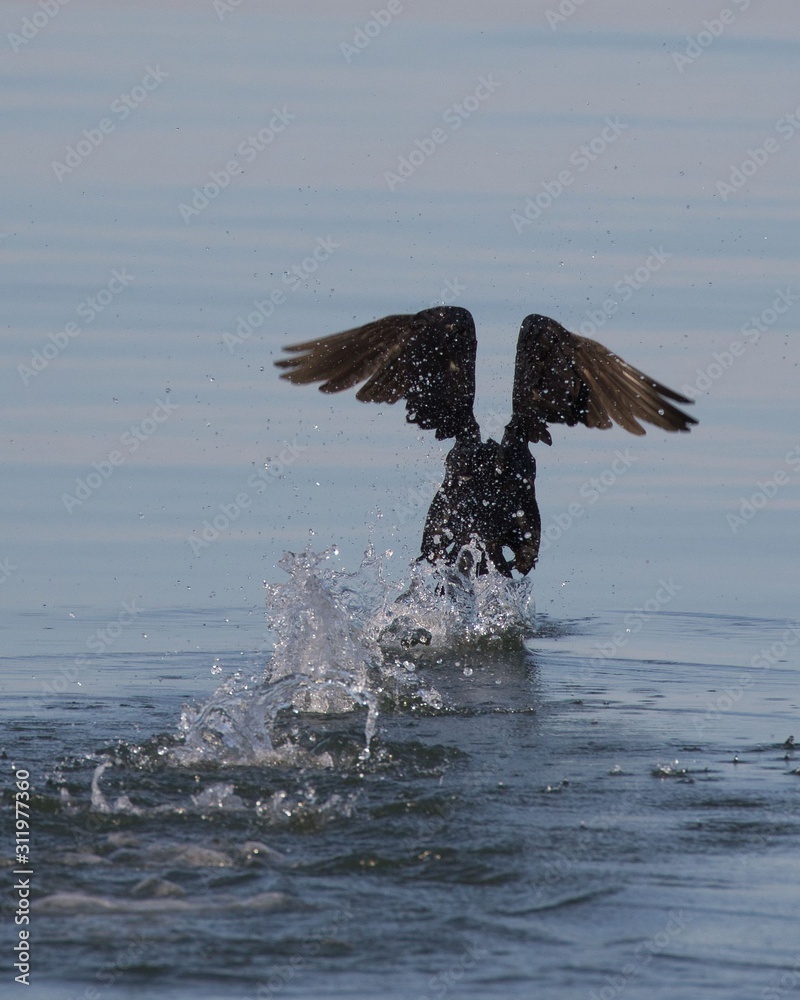 Obraz premium Double-crested Cormorant water takeoff