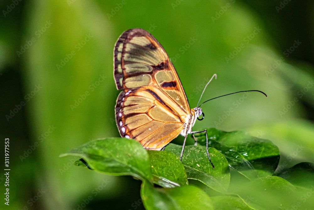 Obraz premium Mariposa