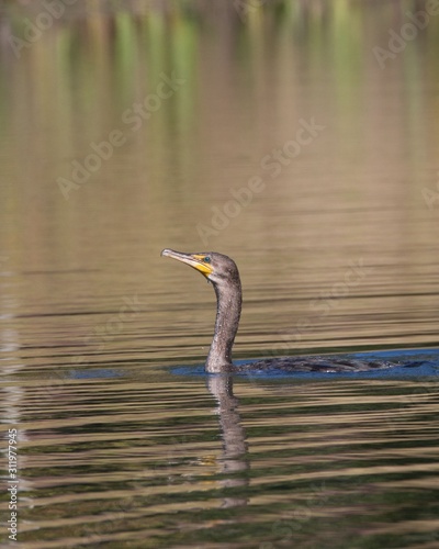 Double-crested Cormorant diving for fish at a local pond