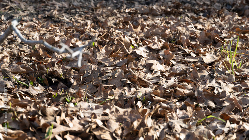 dried leaf