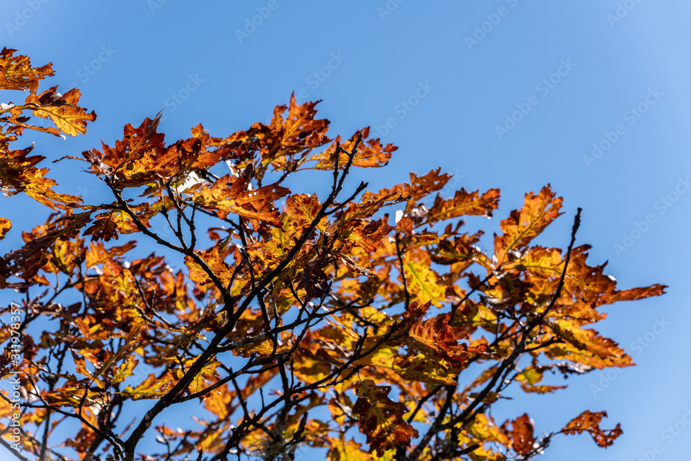 Branches with autumn leaves against blue sky on sunny day. Space for text. Branches with autumn leaves against blue sky on sunny day. Space for text.