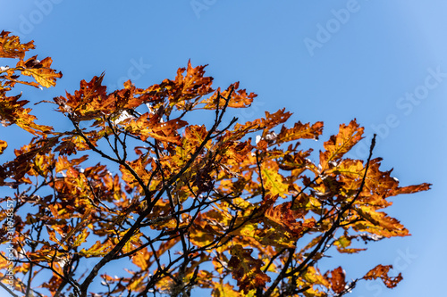 Branches with autumn leaves against blue sky on sunny day. Space for text.