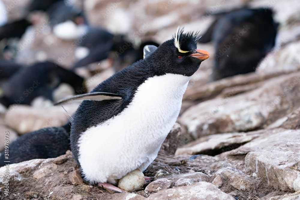 Fototapeta premium ペンギン サウンダース島