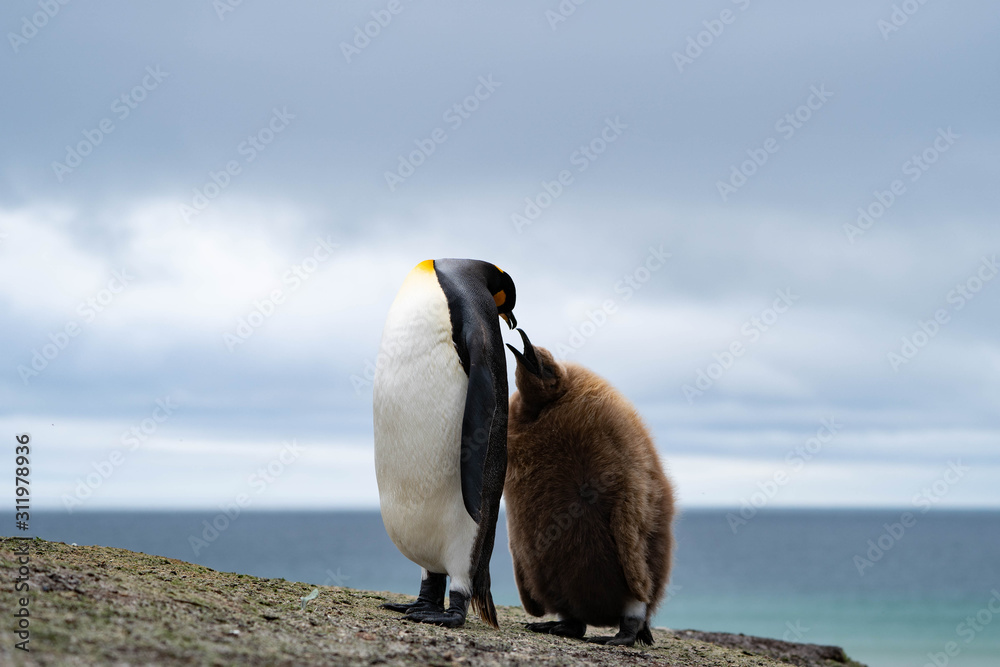 Fototapeta premium ペンギン サウンダース島
