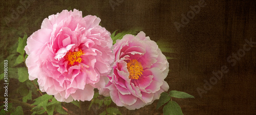 牡丹の花（日本画調）