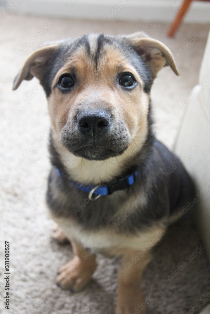 puppy portrait