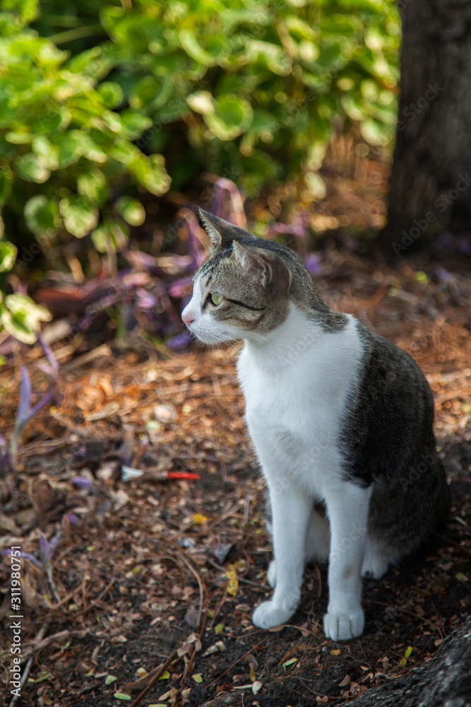 Portrait of a beautiful cat sitting in a park on a background of green foliage Portrait of a beautiful cat sitting in a park on a background of green foliage