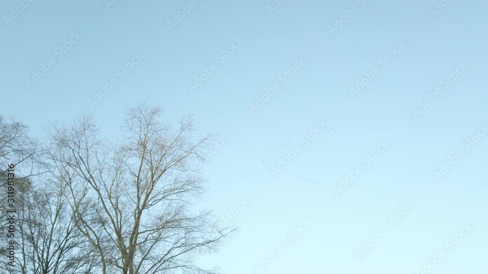 Migration of Big Birds flying into Formation. Camera pan scene of close up on the chaotic pattern of birds flock, immigration animal in the natural environment. Migration of Big Birds flying into Formation. Camera pan scene of close up on the chaotic pattern of birds flock, immigration animal in the natural environment.