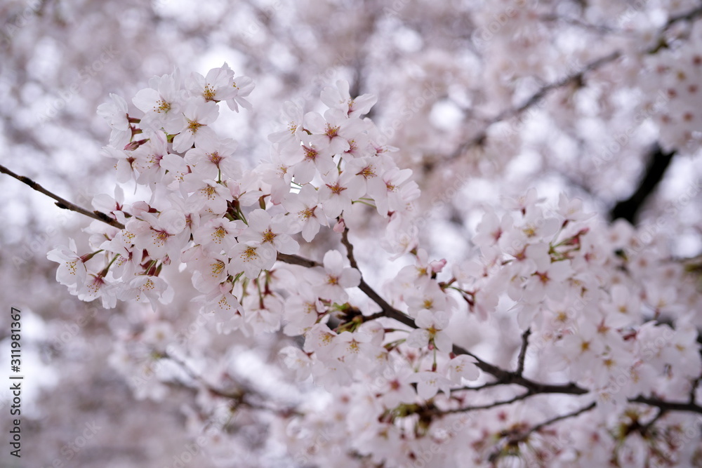 桜乱舞 桜乱舞