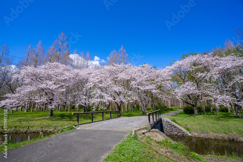 満開の桜 水元公園