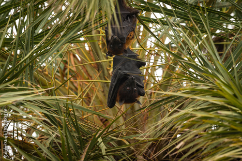 indian flying fox or greater indian fruit bat hanging from tree with eyes open at keoladeo national park or bird sanctuary, bharatpur, rajasthan, india - Pteropus giganteus	 photo