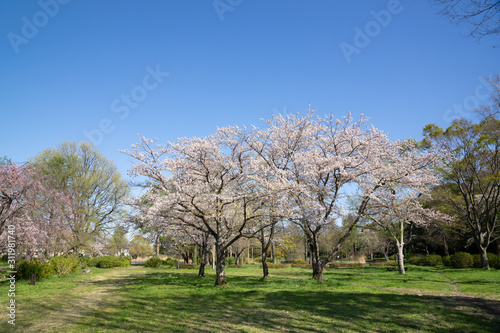 満開の桜 水元公園