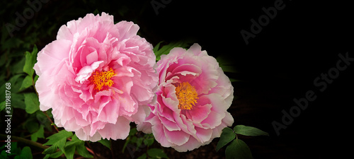 Fototapeta Naklejka Na Ścianę i Meble -  牡丹の花