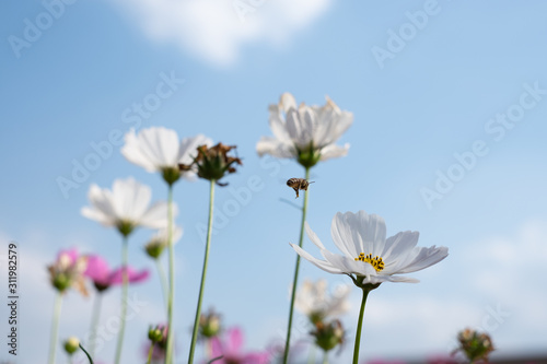 Cosmos sulphureus, Mexican Aster,Beautiful garden landscape With a bee, colorful blooming flowers,white flowers