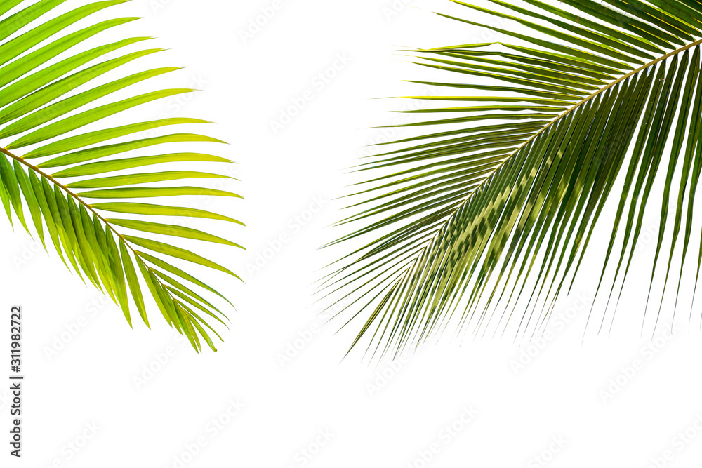 Fototapeta premium tropical palm leaf background, coconut palm trees perspective view