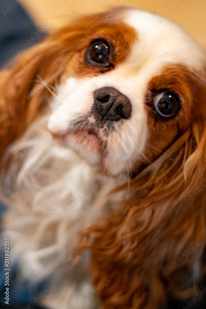 The Cute Face of a Blenheim Cavalier Dog