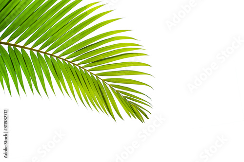 Beautiful green coconut leaf isolated on white background with clipping path for design elements  tropical leaf  summer background