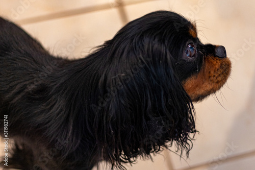 Canvas-taulu Profile of a Cavalier King Charles Spaniel