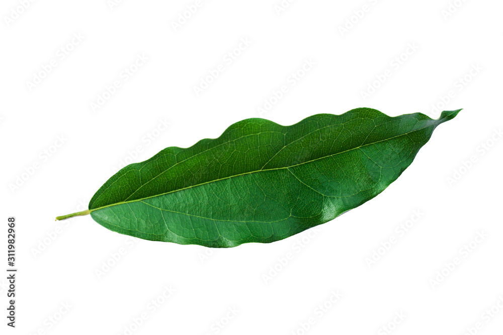 green leaves isolated on white background, fresh green leaves green leaves isolated on white background, fresh green leaves