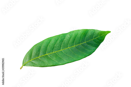 green leaves isolated on white background, fresh green leaves