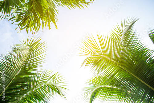 tropical palm leaf background, coconut palm trees perspective view