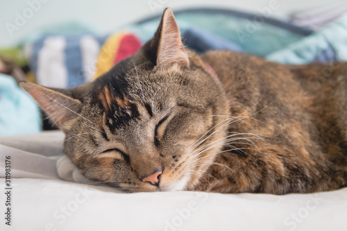 mirada de gato