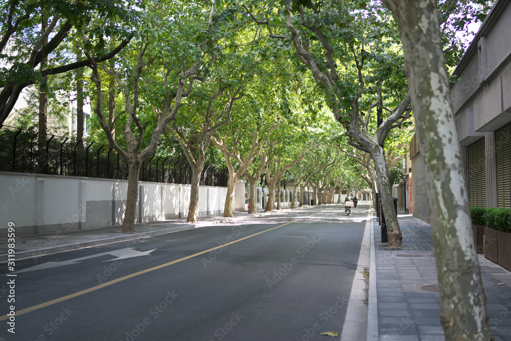 Shanghai,China-September 16, 2019: The former French concession with Platanus trees in Shanghai, China