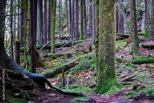 Trees in rain forest covered with moss.