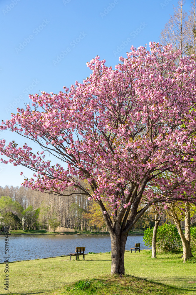 Naklejka premium 満開の桜 みさと公園