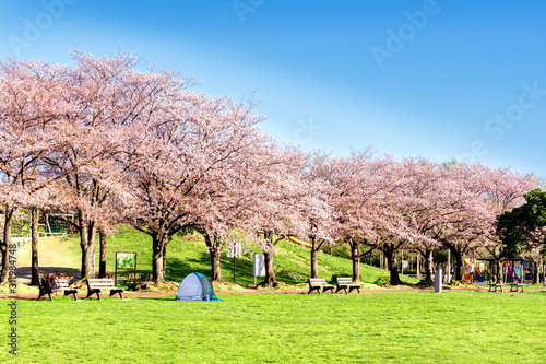 満開の桜  みさと公園 photo