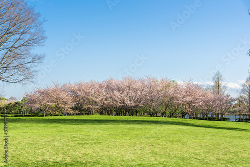 満開の桜 みさと公園