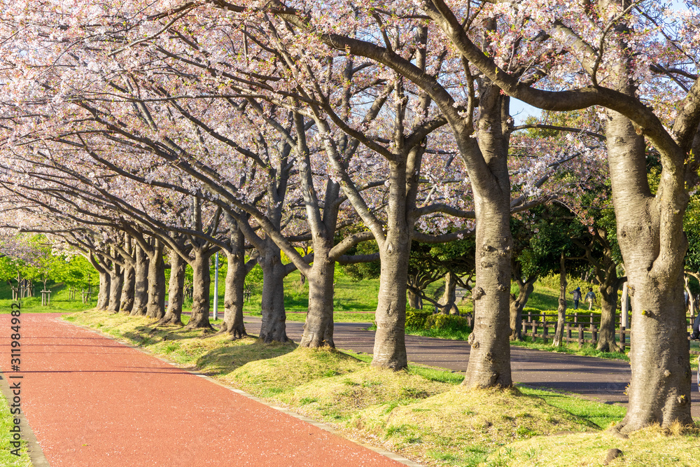 満開の桜  みさと公園