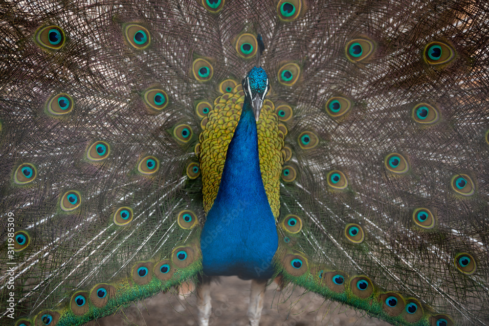 Obraz premium peacock