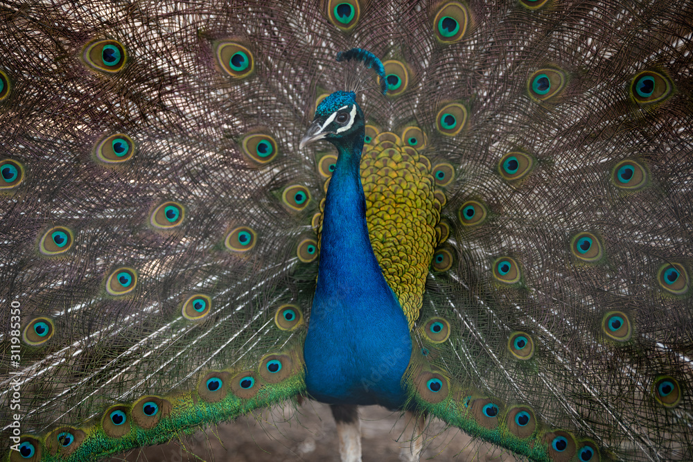 Obraz premium peacock