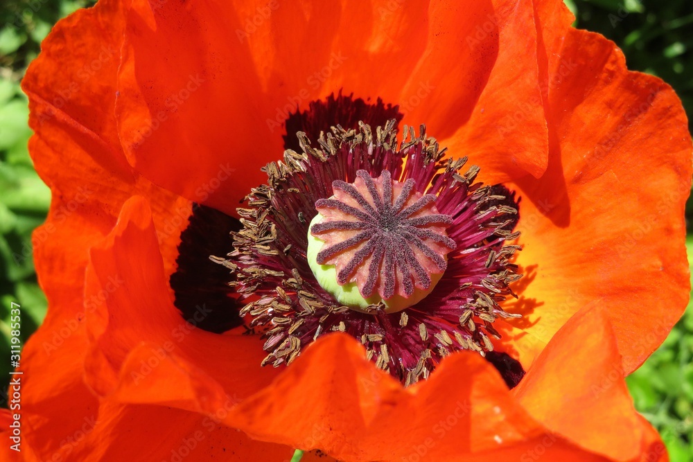 Red poppy flower in the garden, closeup Red poppy flower in the garden, closeup