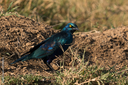 Blue earred glossy starling