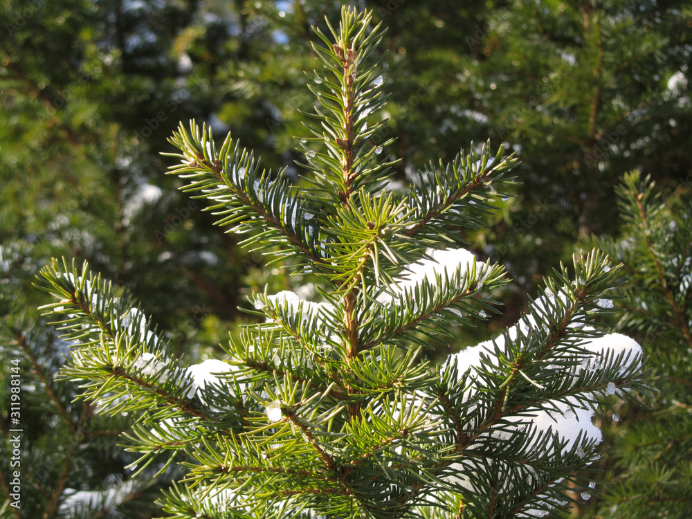 Green pine branches covered with snow. Close-up. Sunny day in the coniferous forest. Winter or early spring. Green pine branches covered with snow. Close-up. Sunny day in the coniferous forest. Winter or early spring.