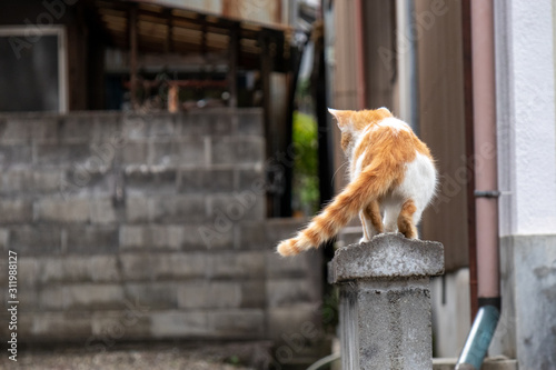 石塀の上を奥へ歩く茶色い猫
