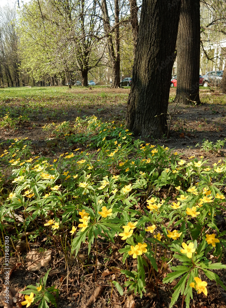 Fototapeta premium blooming yellow wood anemone on blurry background of spring park
