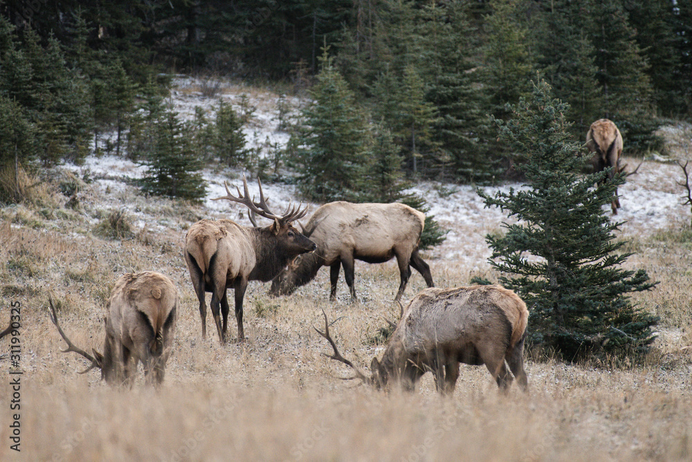 Fototapeta premium Wild elk roaming and feeding in a national park